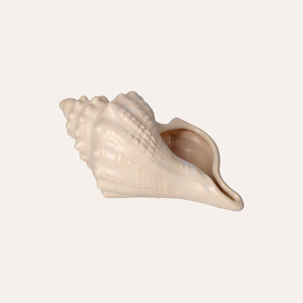 Conchiglia Decorativa Bianca Lucida Soprammobile Marino in Ceramica